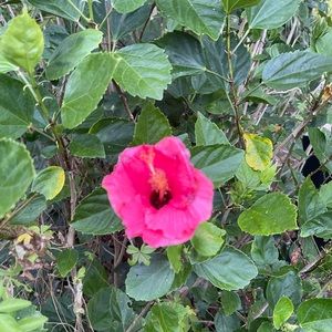 Meet your Posher, Ronique